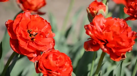 DSC 4164 動画素材 23304338