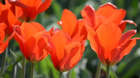 DSC 4165 動画素材 23304537