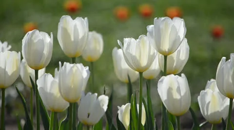 DSC 4167 動画素材 23304479