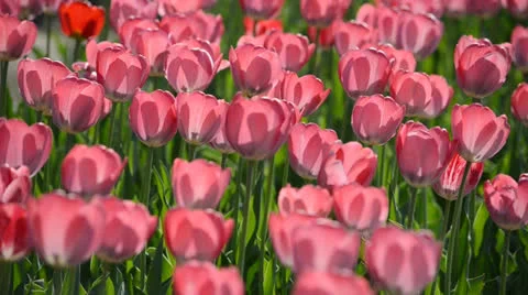 DSC 4168 動画素材 23304642