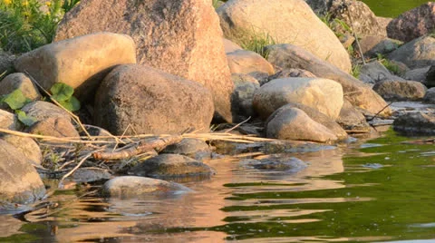 DSC 4312 動画素材 23436029