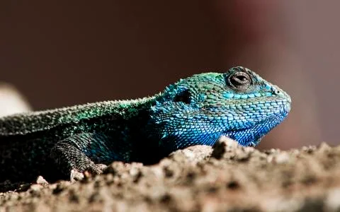 DSC 4378 chameleon Stock Photos