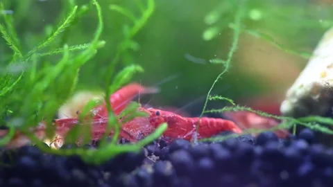 DSC 4K Video of Red Cherry Shrimp or Neocaridina feeding on moss Vol 2 Stock Footage 156586219