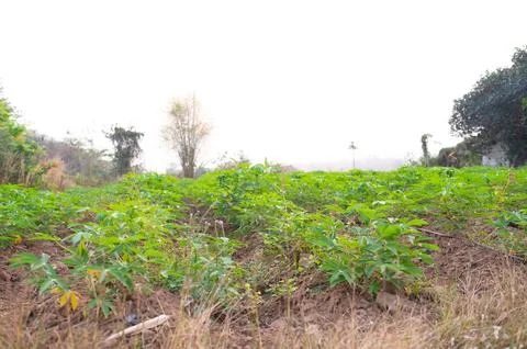 DSC 5074 Stock Photos