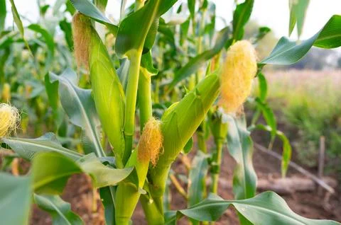 DSC 5074 Stock Photos