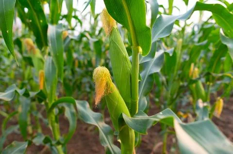 DSC 5074 Stock Photos