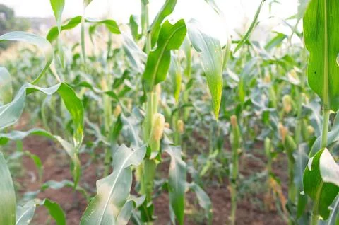 DSC 5074 Stock Photos