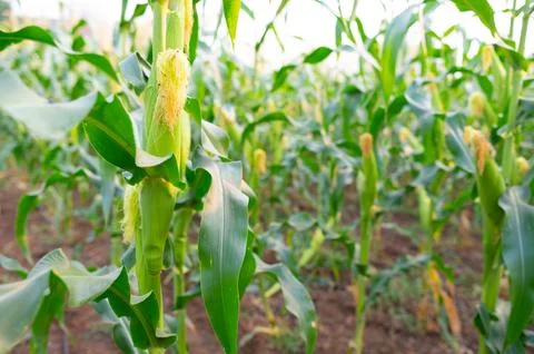 DSC 5074 Stock Photos