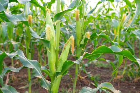 DSC 5074 Stock Photos