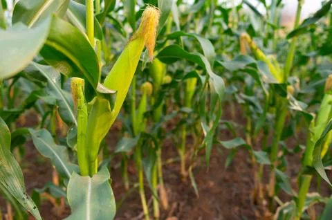 DSC 5074 Stock Photos