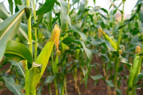 DSC 5074 Stock Photos