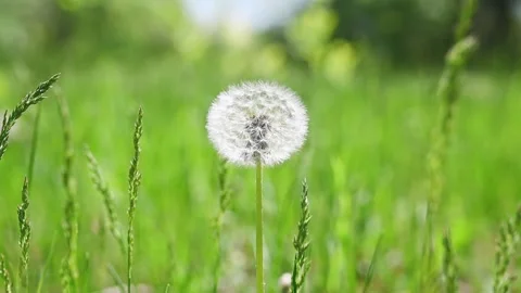DSC 6480 Stock Footage 196186323