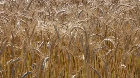 DSC 6556 2 mp4 Stock Footage 135475185