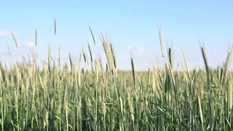 DSC 6861 Stock Footage 196186330