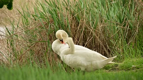 DSC 7245-swans Stock Footage 245417074
