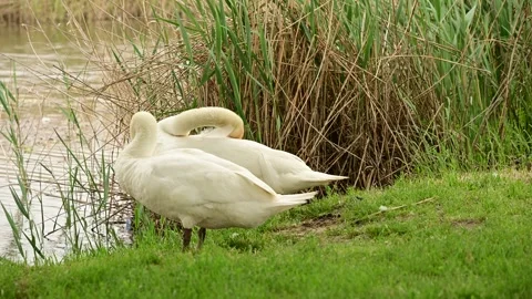 DSC 7310-swans Stock Footage 245412044