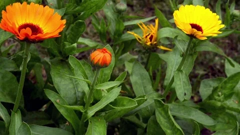 DSC 7502 Stock Footage 135078143