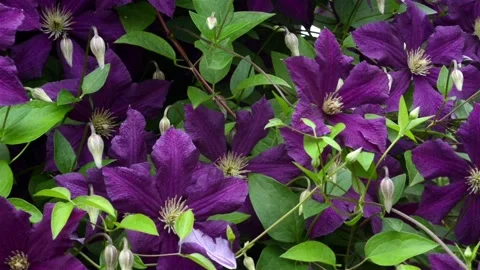 DSC 7505 Stock-Footage 135078152