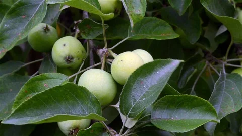 DSC 7508 Stock Footage 135078096