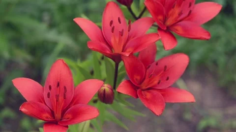 DSC 7510-2 Stock-Footage 135077951