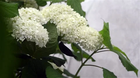 DSC 7510 Stock Footage 135078081