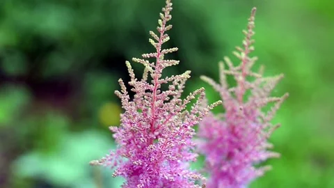 DSC 7533-1 Stock Footage 135349509