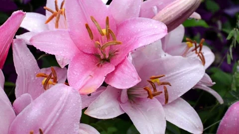 DSC 7534-1 Stock-Footage 135349426