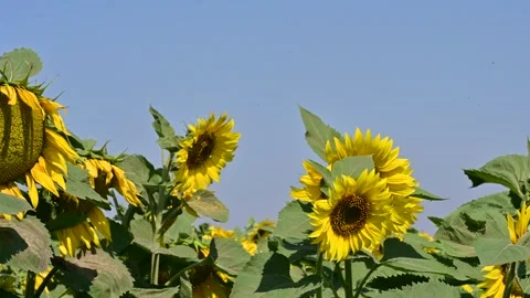 DSC 8969-sunflower Stock Footage 246107343