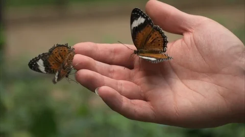 DSC 9083 14 動画素材 112060097