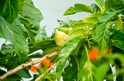 DSC 9237 스톡 사진