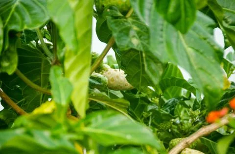 DSC 9238 Stock Photos