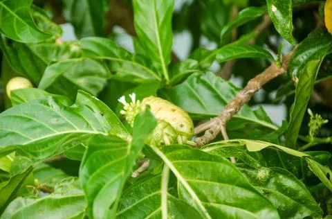 DSC 9239 Stock Photos