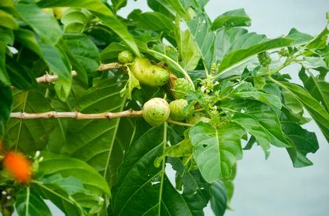 DSC 9240 스톡 사진