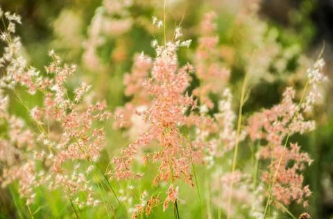 DSC 9241 Stock Photos