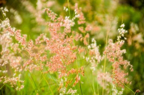 DSC 9243 Stock Photos