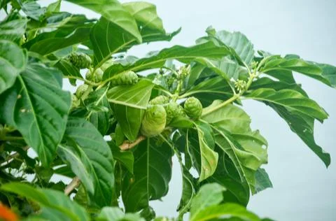 DSC 9244 Stock Photos