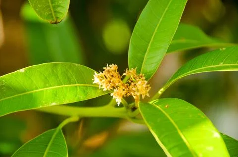 DSC 9285 Stock Photos