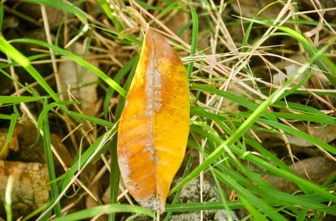 DSC 9286 스톡 사진