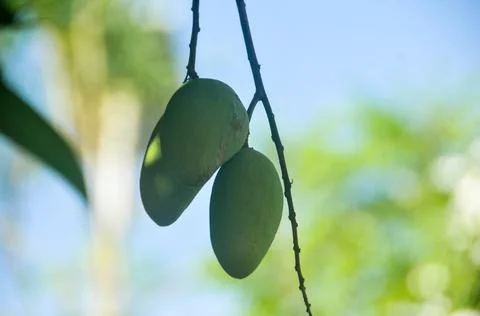 DSC 9287 스톡 사진