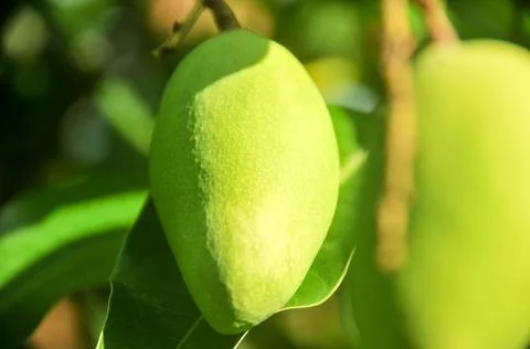 DSC 9290 Stock Photos