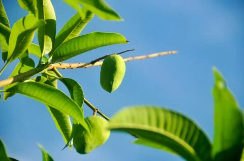 DSC 9291 Stock Photos