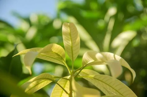 DSC 9296 Stock Photos