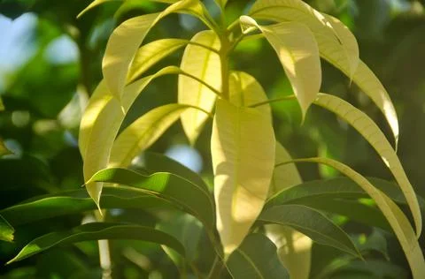 DSC 9299 Stock Photos