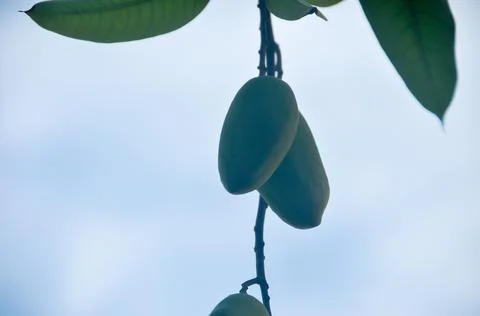 DSC 9301 Stock Photos