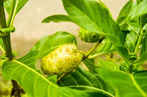 DSC 9328 Stock Photos