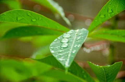 DSC 9366 Stock Photos