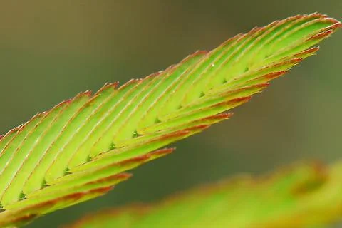 DSC 9374 Stock Photos