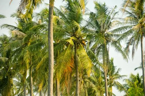 DSC 9377 Stock Photos