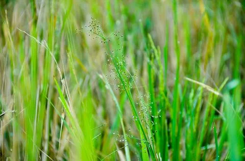 DSC 9406 Stock Photos