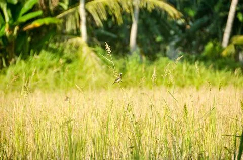 DSC 9409 스톡 사진